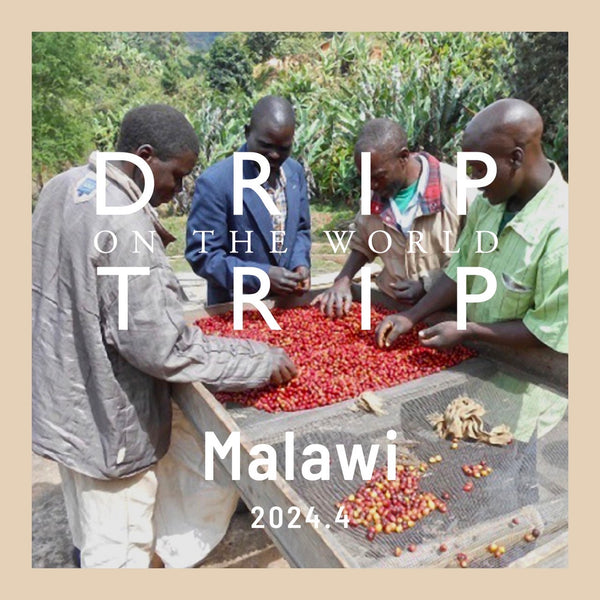 DRIP TRIP 今月の産地「マラウィ共和国」｜ドリップバッグ25個入りパック